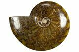 Polished, Agatized Ammonite (Cleoniceras) - Madagascar #327693-1